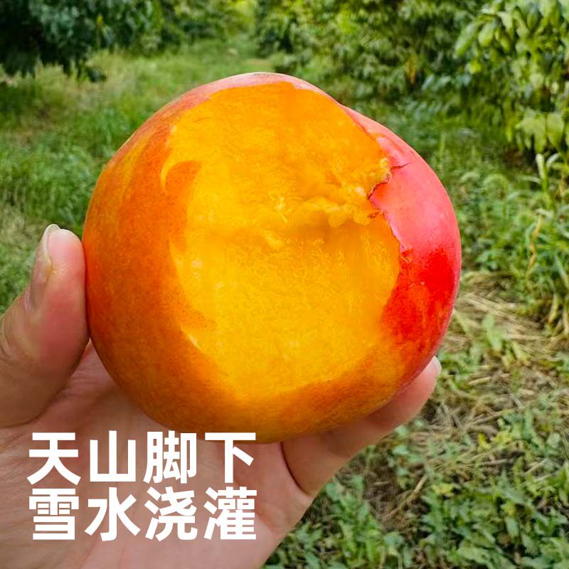 新疆黄肉油桃 硬吃脆甜 软吃爆汁 新疆桃子新鲜水果 顺丰包邮