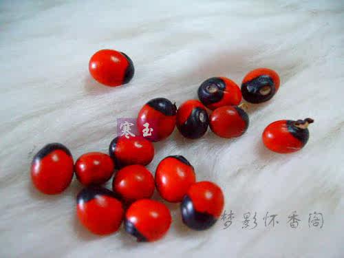 情侣相思豆孔雀豆鸡母珠阴阳豆,南国云南美人豆礼物散装精选