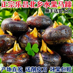 正宗乐昌北乡马蹄水果荸荠孕妇水果马蹄王脆甜无渣免洗新鲜现挖