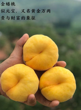【蒙阴至尊黄金毛蟠桃上市】现摘现发非水蜜桃5斤新鲜水果代发