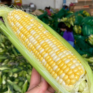 【云南水果玉米 可生吃 脆甜爽口】粗粮早餐9斤新鲜水果蔬菜代发