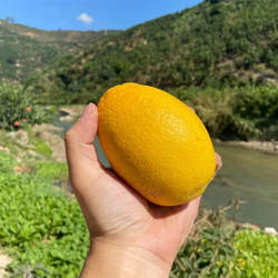 【台湾木瓜蜜丁香橙 金丝柚】福建种植当季鲜橙甜蜜8新鲜水果代发