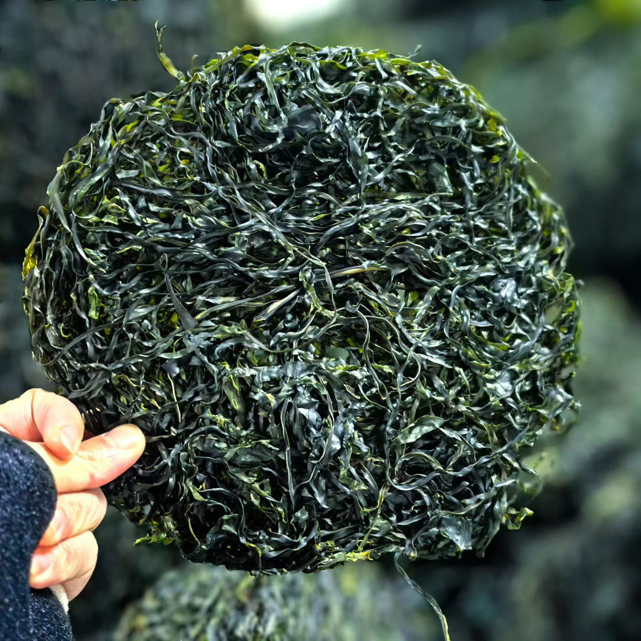 【福宁港霞浦海带丝干】选自中间片段 厚实脆爽 6包地摊电商