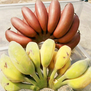 【双蕉组合】福建土楼土豪红香蕉+苹果蕉组合新鲜水果5斤一件代发