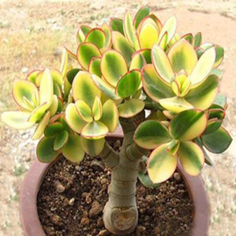 新花月锦多肉老桩姬红花月黄金花月三色花月玉树植物盆栽净化空气,鲜花速递/花卉仿真/绿植园艺,多肉植物,淘宝优惠券,粉丝福利购,淘宝优惠卷