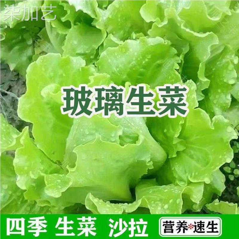 玻璃生菜新鲜蔬菜叶菜类生菜烤肉凉拌甜脆多汁沙拉菜农家新鲜蔬菜