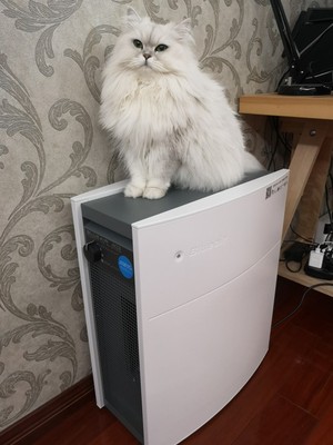 布鲁雅尔可以除甲醛吗？作为老用户告诉大家质量怎么样