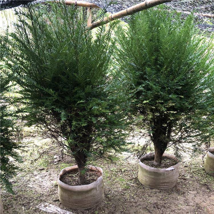 供应;福建花卉永福镇花卉红豆杉盆景南方红豆杉