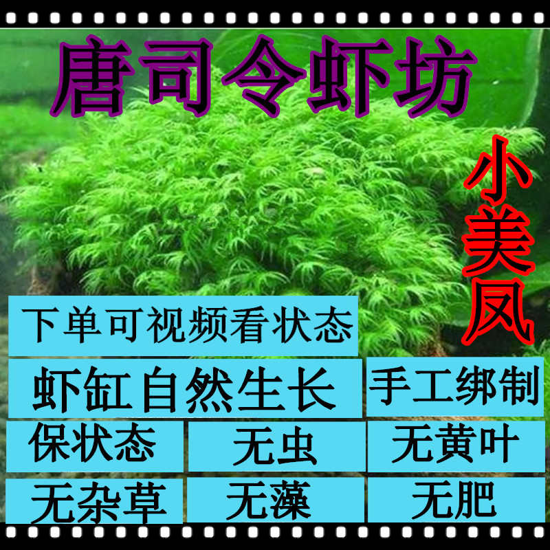 小美凤莫斯淡水水草包邮懒人草沉木阴性草鱼缸造景活体水草草缸