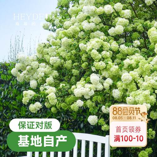 海蒂的花园中华木绣球斗球耐寒花卉盆栽欧洲木绣球树苗绣球花苗