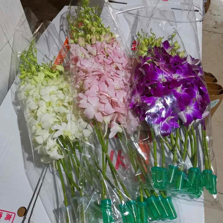 洋兰鲜花云南昆明鲜花千代兰胡姬兰插花餐桌插花搭配婚庆用花
