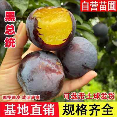 嫁接黑总统李子树苗黑布朗黑巨力李子苗酸甜地栽特大南北方种植