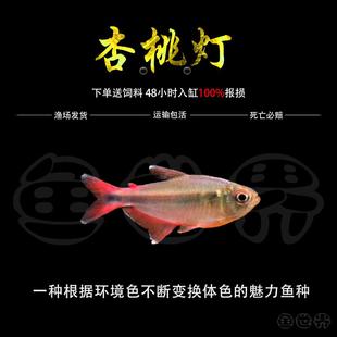 杏桃灯草缸灯鱼橙尾杏桃灯热带鱼南美灯鱼摩比斯热带水草缸稀有
