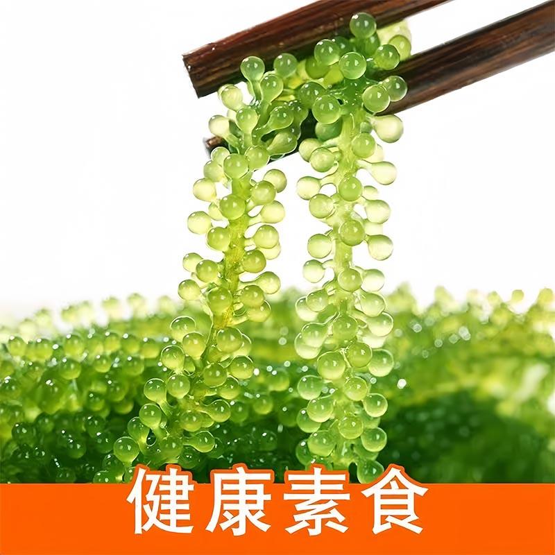 儿童海葡萄绿色鱼子酱即食泡发小孩吃的新鲜盐渍海葡萄官方旗舰店