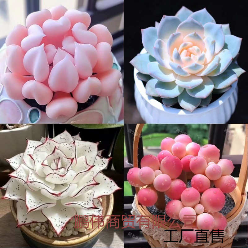 新款多肉植物盆栽组合侧影纯爱红蜻蜓新手好养耐寒办公肉肉