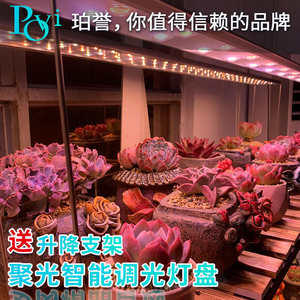 珀誉生物科技 多肉补光灯 防徒上色仿太阳光家用全光谱植物生长灯