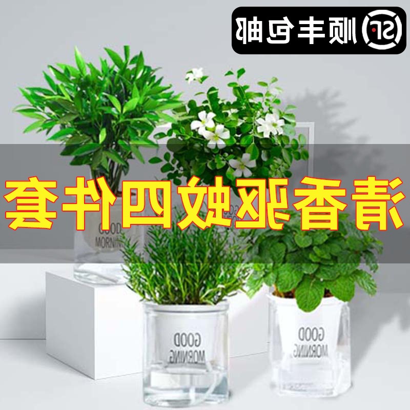 新款水培驱蚊植物情绪香发财柏绿萝九里文竹树花盆栽室内薄荷稳定