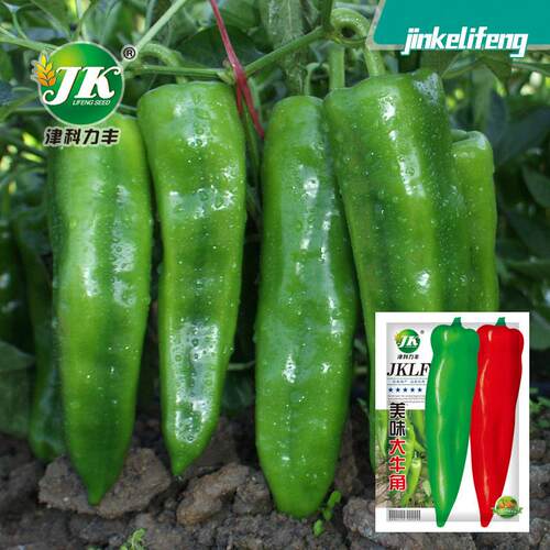 Cow horn pepper, chili seeds, big fruit pepper, spring and