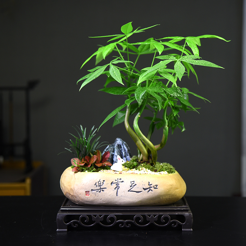 绿植发财树摆件盆栽植物室内古风盆景办公桌面客厅好养幸运树绿植