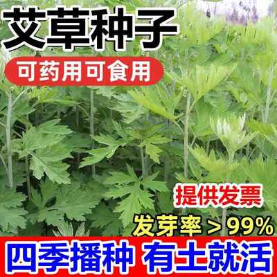 香艾草种子食用艾草艾蒿青蒿种子庭院阳台花卉种籽草籽芳香驱蚊草