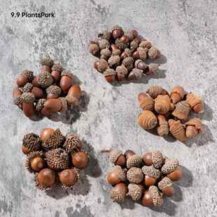 森系天然橡子干果大橡果圆橡果装饰手工干花挂件幼儿园环创小摆件