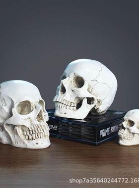 艺用人体肌肉骨骼骷髅模型绘画素描艺考美院美术教学1:1头骨摆件
