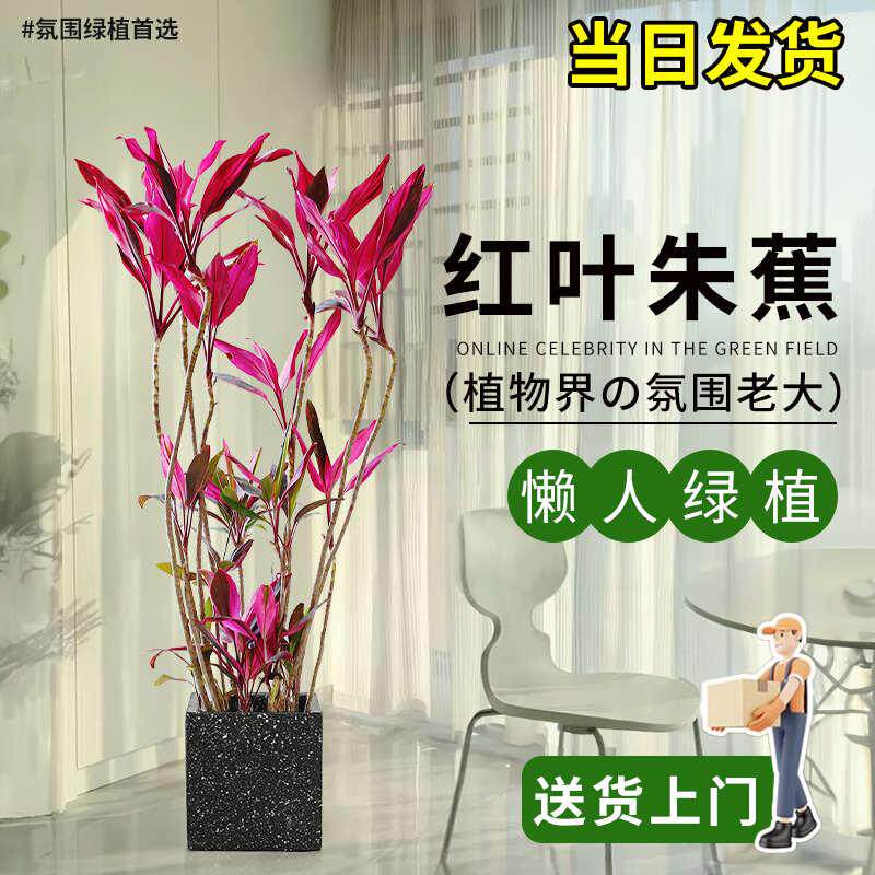 爱优尚红叶朱蕉造型盆栽室内客厅网红北欧大型植物好养富贵竹绿植