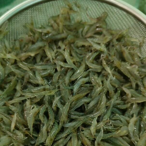 黑壳虾除藻清洁虾草缸工具虾鱼缸观赏虾宠物活体只发新疆外地