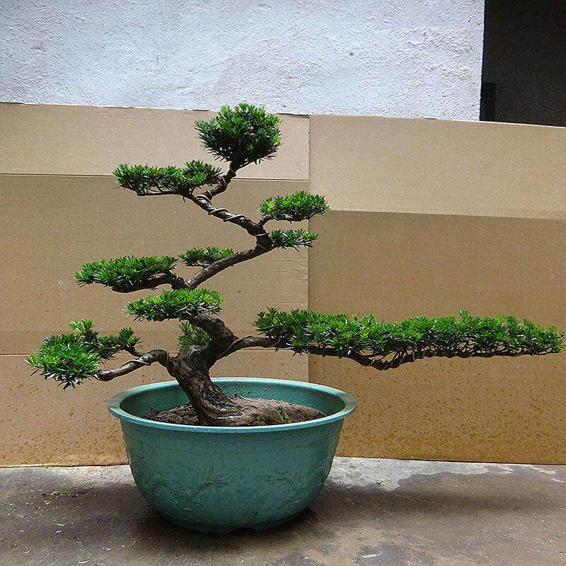 名贵绿植一物一拍小叶雀舌罗汉松盆景老桩造型真树室内盆栽庭院