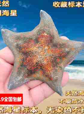 特大天然原色刺棘霸王海星风干面包星标本地中海风情装饰海螺贝壳