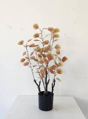 仿真植物饰假绿植盆栽摆件仿真秋CQ0014色加金钱尤树 装利叶 现货
