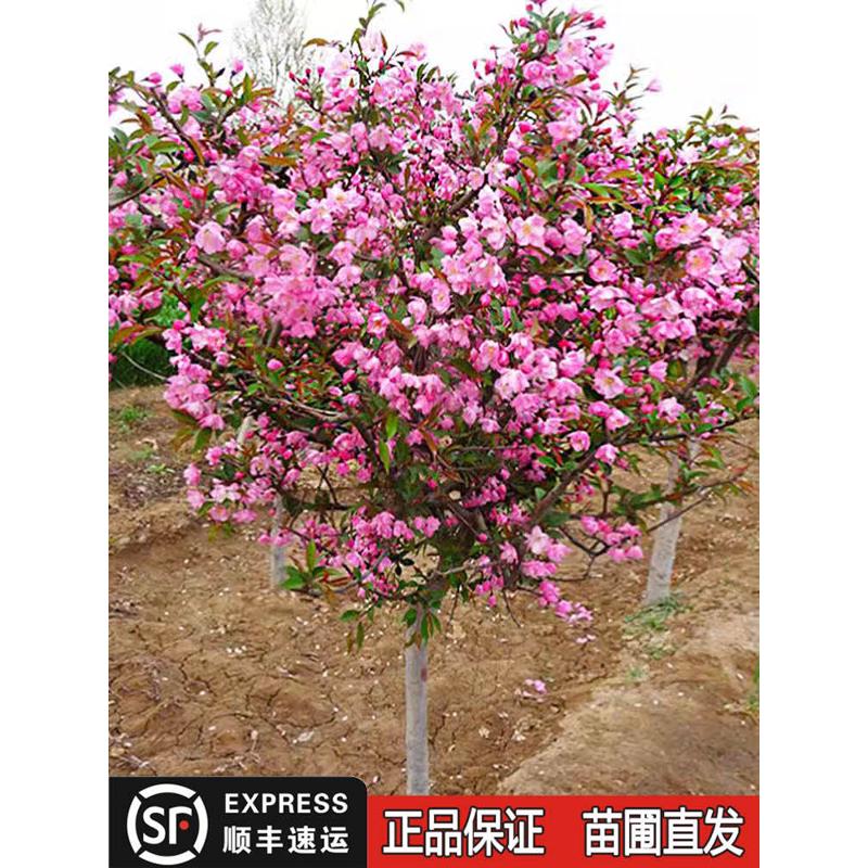 海棠花树形苗四季盆栽西府垂丝长寿冠绿植物庭院地栽阳台耐寒花卉