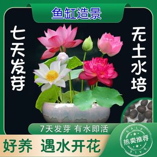 现货速发睡莲天发芽碗莲种四季开花遇水培水养绿植荷花无土盆栽花