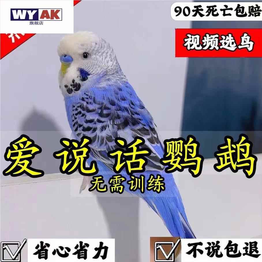 会说话的鹦鹉大头虎皮活鸟手养宠物幼鸟活物牡丹观赏