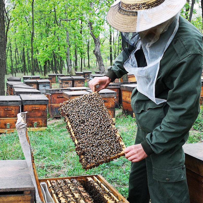 景泰特产条山景卉百花土蜂蜜巢蜜自产北纬37度养蜂50年高原瓶装