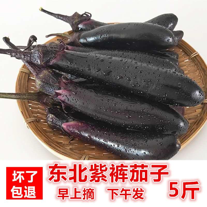 今年新鲜茄子东北紫裤茄子茄子现摘线茄子农家自种长蒜茄子