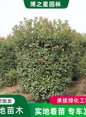红叶石楠柱庭院围墙绿篱植物四季常青工程绿化风景造型树高杆柱球
