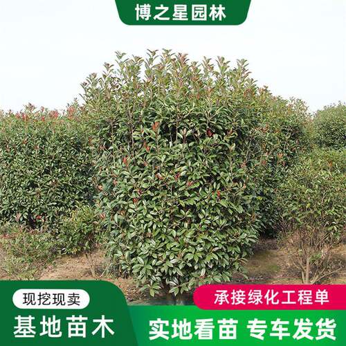 红叶石楠柱庭院围墙绿篱植物四季常青工程绿化风景造型树高杆柱球