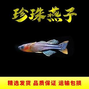 霓虹燕子鱼阿鲁珍珠燕子红色燕子热带观赏鱼橘红燕子群游活体包邮