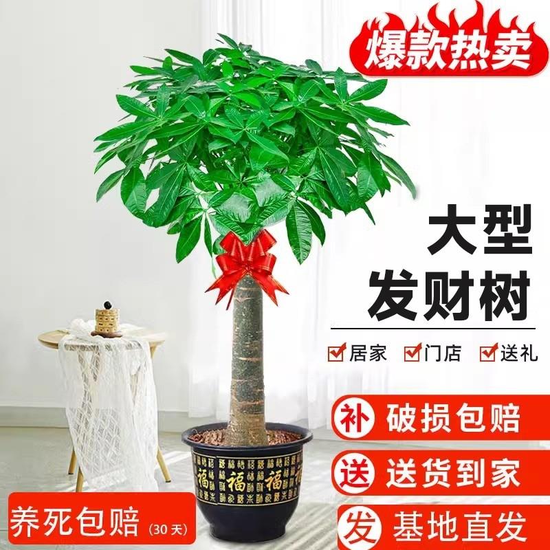 发财树盆栽大棵室内客厅大型步步高招财树植物办公室乔迁开 业送
