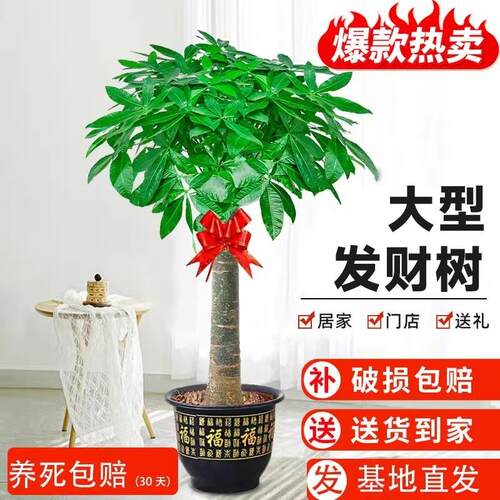 发财树盆栽大棵室内客厅大型步步高招财树植物办公室乔迁开 业送