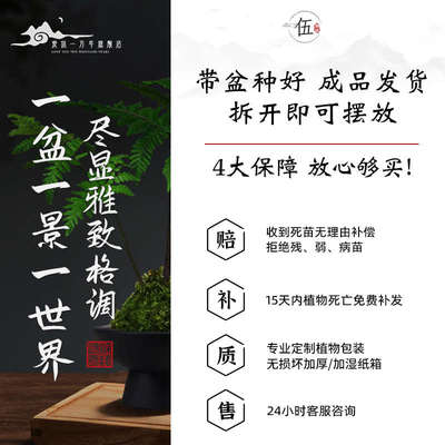 红磷蕨苔藓球水培一叶蕨类植物盆栽室内中式禅意盆景老桩观叶绿植