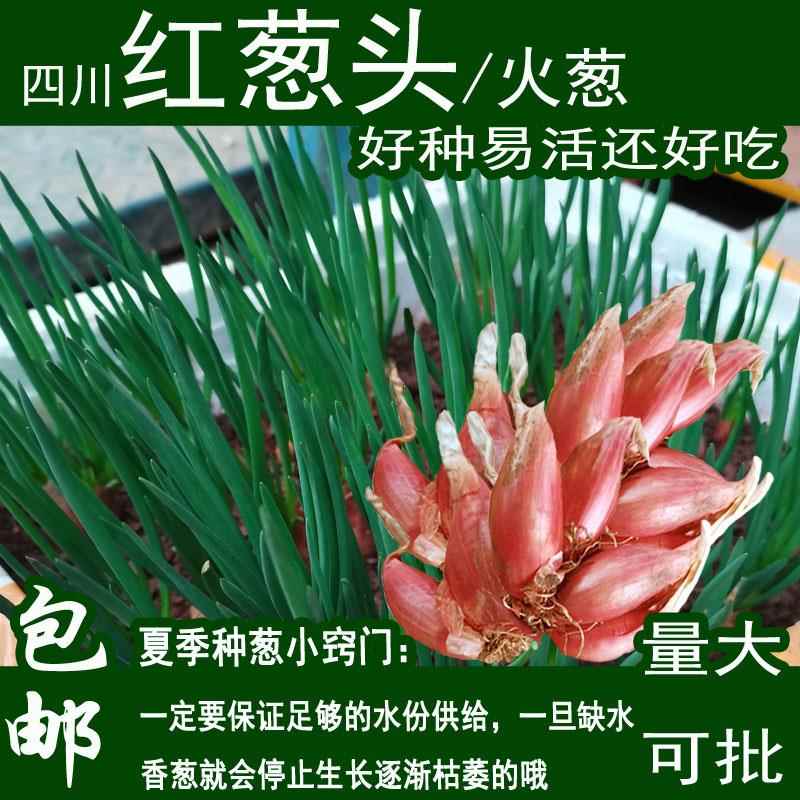 正宗四川小香葱红紫皮香葱头小个子盆栽火葱四季种植干葱种头包邮