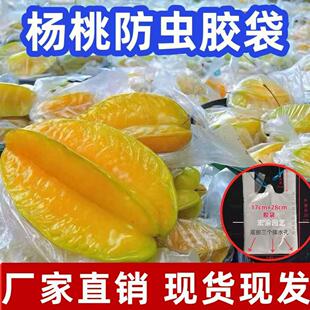 杨桃大号防虫保护套袋防虫袋水果保护透明袋促生长农用薄膜套袋