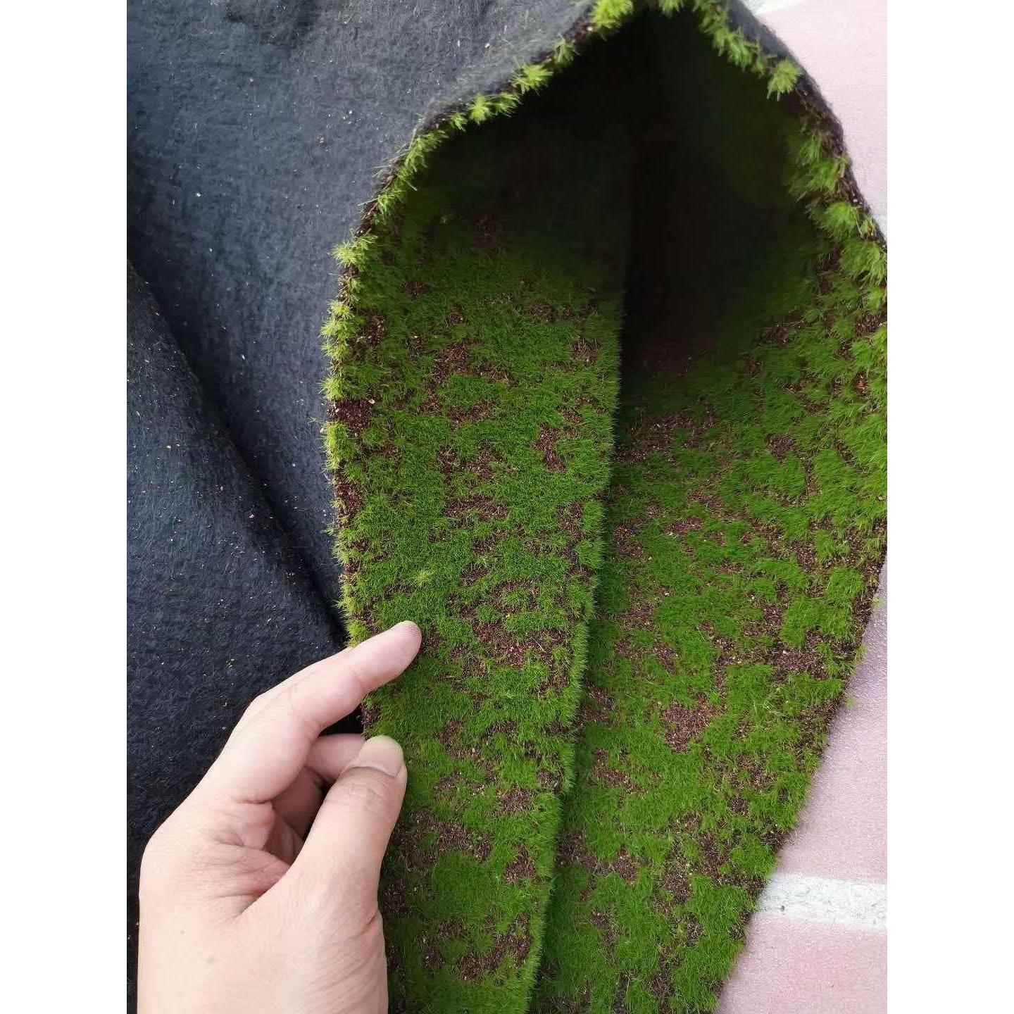 绿植墙青苔草坪苔藓草坪青苔盆景场景橱窗假苔藓软装装饰
