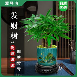 发财树小盆栽花卉绿植物办公室内吸甲醛绿萝文竹水培发财树好养活