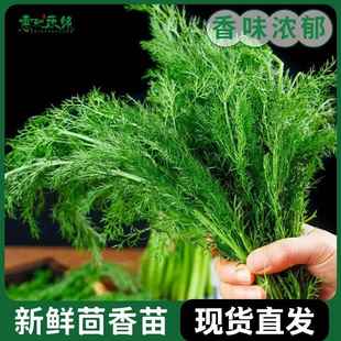 茴香菜新鲜现摘茴香苗带根500g包饺子馅料农家小茴香菜新鲜蔬菜