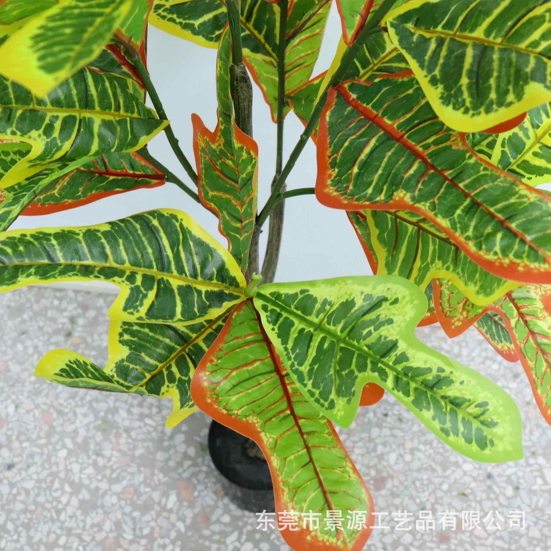 植物洒金榕树盆栽变叶木室内客厅落地变色木摆件绿植盆景家居装饰