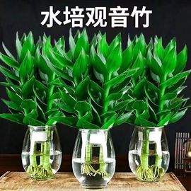 观音竹富贵竹水培植物花卉，绿植绿萝室内盆栽转运竹子龙竹文昌竹