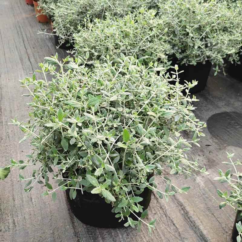进口水果兰盆栽苗四季常绿耐寒耐热花园多年生花卉蓝灰色植物球